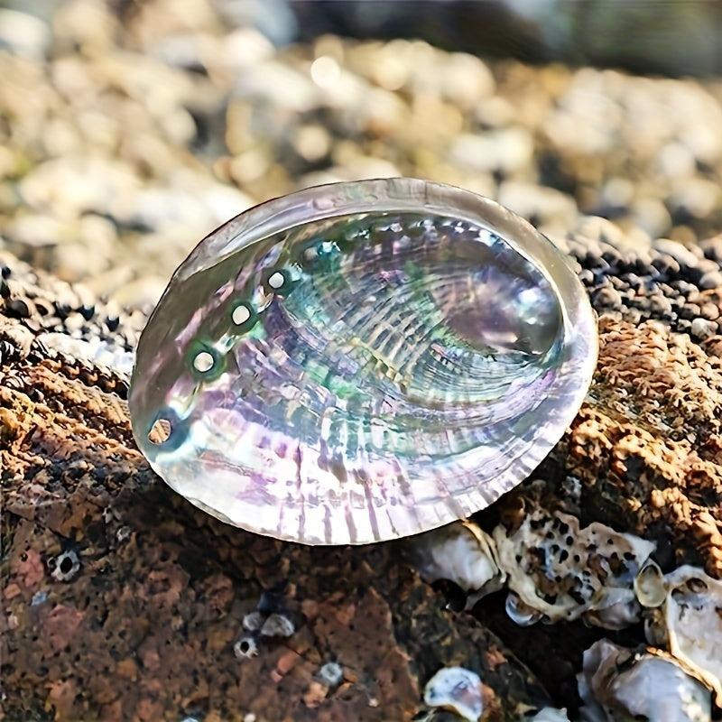 Large Abalone Shell for DIY Jewelry & Home Decor