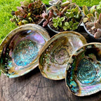 Large Abalone Shell for DIY Jewelry & Home Decor