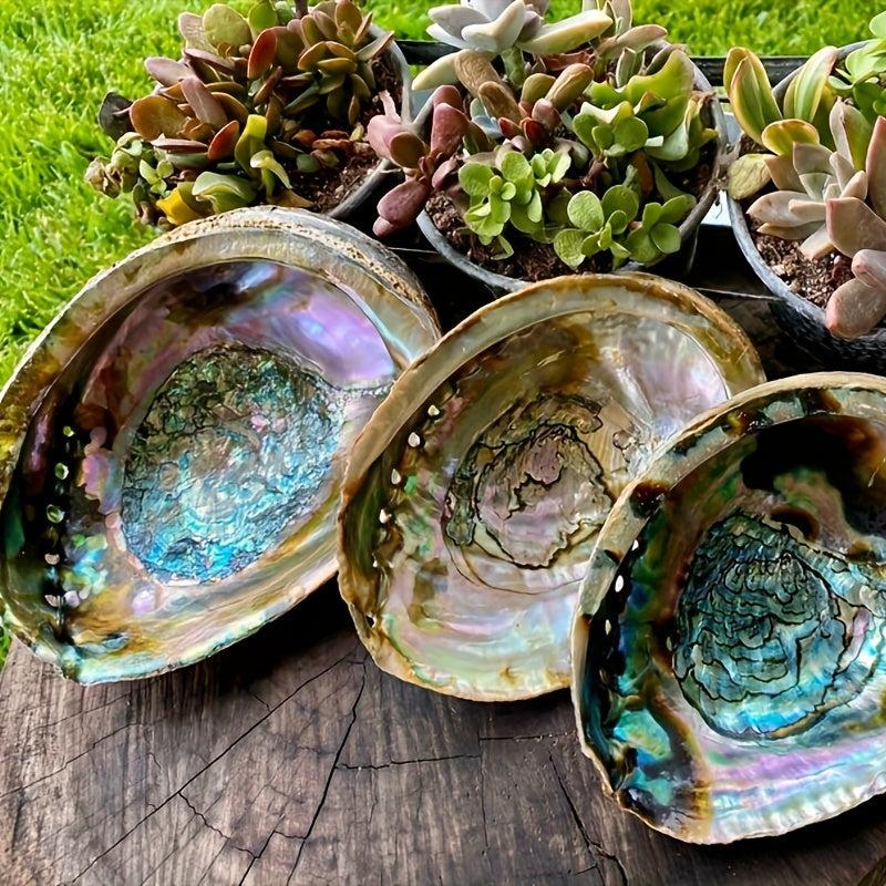 Large Abalone Shell for DIY Jewelry & Home Decor