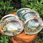 Large Abalone Shell for DIY Jewelry & Home Decor