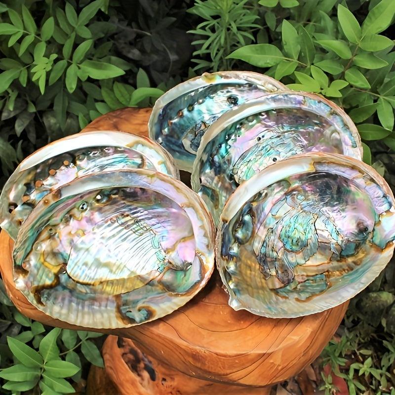 Large Abalone Shell for DIY Jewelry & Home Decor