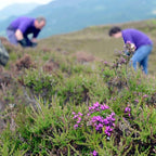 Heathergems Tree of Life Necklace