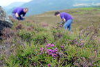 Scottish Heathergems Thistle Brooch