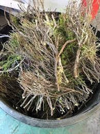 Heathergems Thistle Kilt Pin