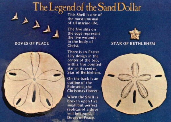 Seabrook Realistic Sand Dollar Earrings