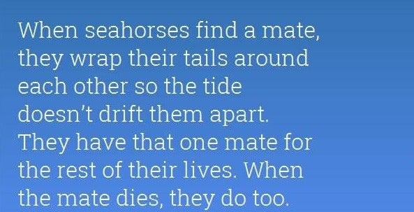 Celtic Seahorse Necklace