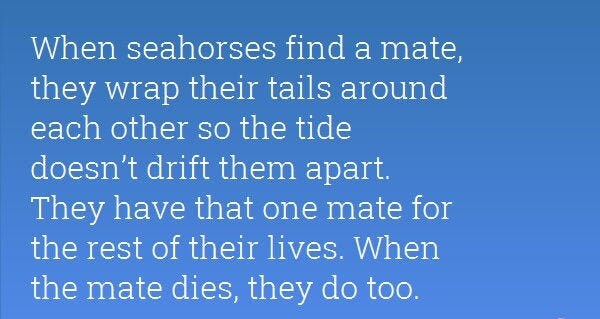 Irish Sea Seahorse Necklace