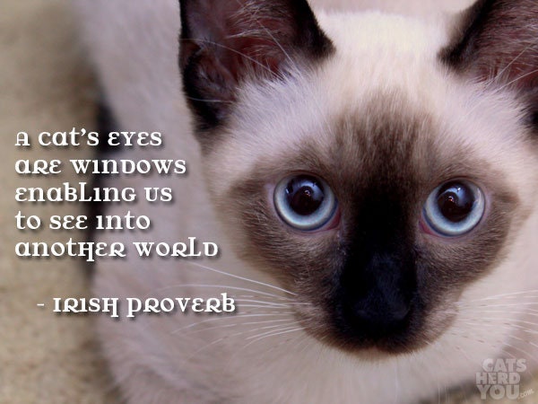 Playful Cats Bracelet