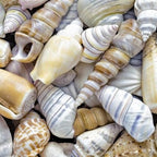 Blue Seashell Bracelet