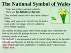 Daffodils of Wales Brooch