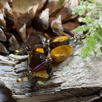 Golden Autumn Tiger's Eye Earrings