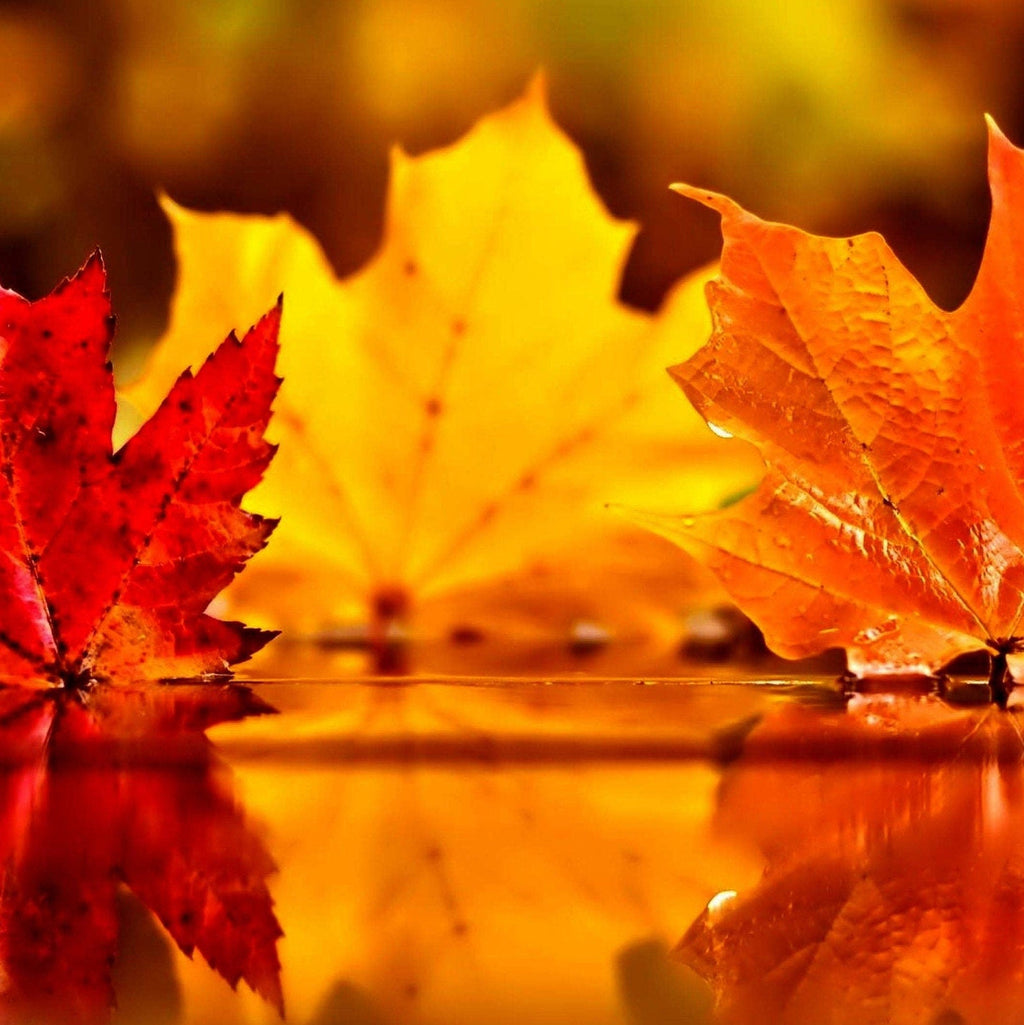 Leaf Peeping Maple Leaves Bracelet