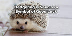 Artisan Hedgehog Brooch