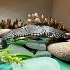 Scottish Paisley Hair Clip